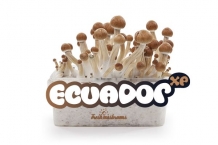 Ecuador - FreshMushrooms Paddo kweekset